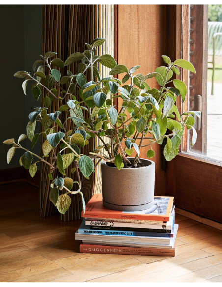 Pflanzentopf Plant Pot inkl. Untersetzer von HAY - Auslaufprodukt